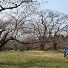 羊山公園桜の画像