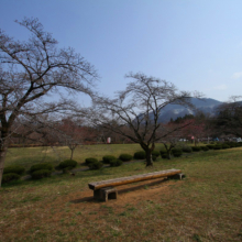 羊山公園桜の画像