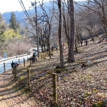 小鹿野町節分草園の画像