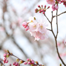 羊山公園桜の画像