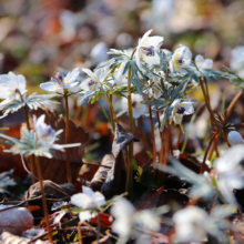 小鹿野町節分草園の画像