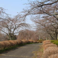 羊山公園桜の画像