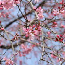 羊山公園桜の画像