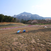 芝桜の丘の画像