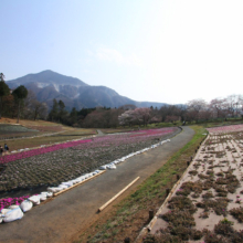 芝桜の丘の画像