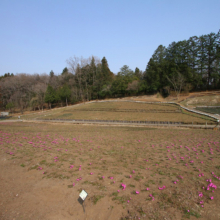 芝桜の丘の画像