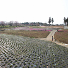 芝桜の丘の画像