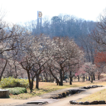 秩父ミューズパーク 梅園の画像