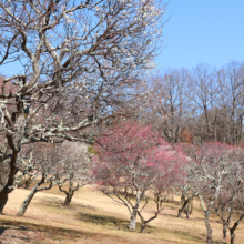 秩父ミューズパーク 梅園の画像