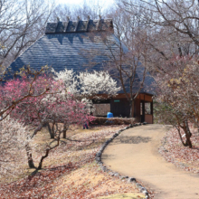 秩父ミューズパーク 梅園の画像