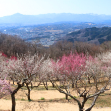 宝登山梅百花園の画像