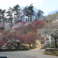 宝登山梅百花園の画像