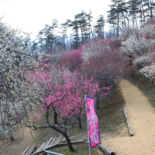 宝登山梅百花園の画像