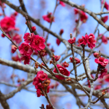 宝登山梅百花園の画像