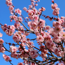 宝登山梅百花園の画像