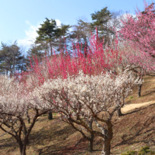 宝登山梅百花園の画像