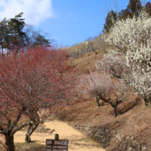 宝登山梅百花園の画像