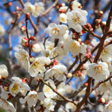 宝登山梅百花園の画像