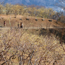 宝登山ロウバイ園の画像