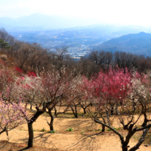 宝登山梅百花園の画像