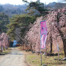 不動寺しだれ梅の画像