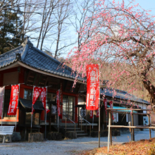 不動寺しだれ梅の画像