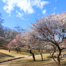 秩父ミューズパーク 梅園の画像