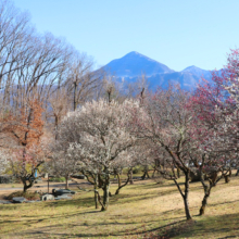 秩父ミューズパーク 梅園の画像