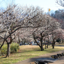 秩父ミューズパーク 梅園の画像