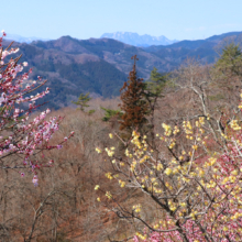 宝登山梅百花園の画像