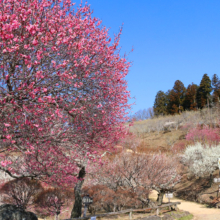 宝登山梅百花園の画像