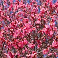 宝登山梅百花園の画像