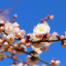 宝登山梅百花園の画像