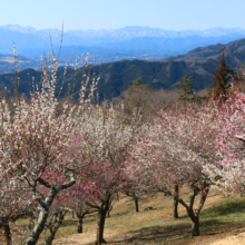 宝登山梅百花園の画像