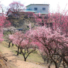 宝登山梅百花園の画像