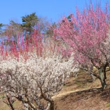 宝登山梅百花園の画像