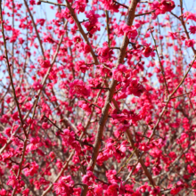 宝登山梅百花園の画像