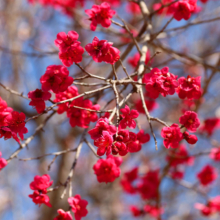 宝登山梅百花園の画像