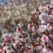 宝登山梅百花園の画像