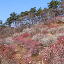 宝登山梅百花園の画像