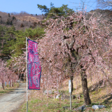 不動寺しだれ梅園の画像