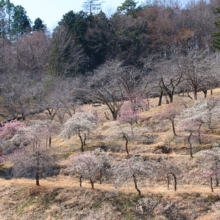 不動寺しだれ梅園の画像