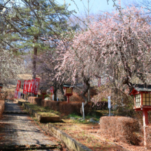 不動寺しだれ梅園の画像