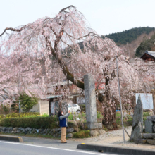 法善寺のしだれ桜