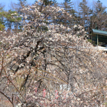 不動寺しだれ梅園の画像