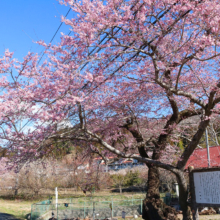 大手桜の画像