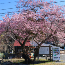 大手桜の画像