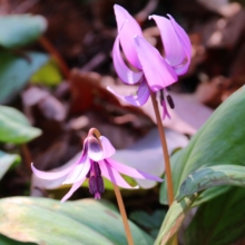 白砂公園カタクリの画像