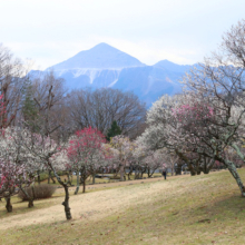 秩父ミューズパーク 梅園の画像