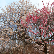 秩父ミューズパーク 梅園の画像